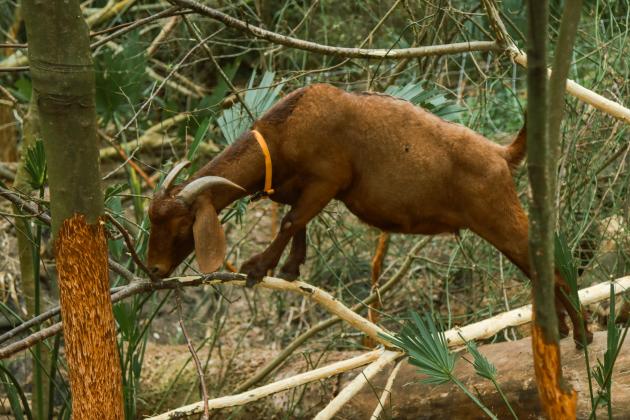 A goat from Jacksonville-based Goats on the Go, cleans up brush on city conservation land in December. Photo by Ashley Chandler/News-Leader