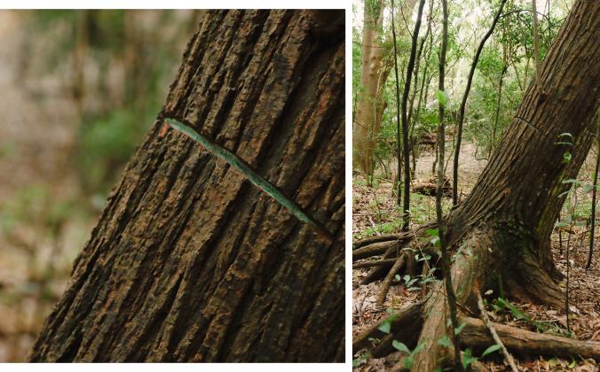 This invasive tree was marked with herbicide. Photos by Ashley Chandler/News-Leader