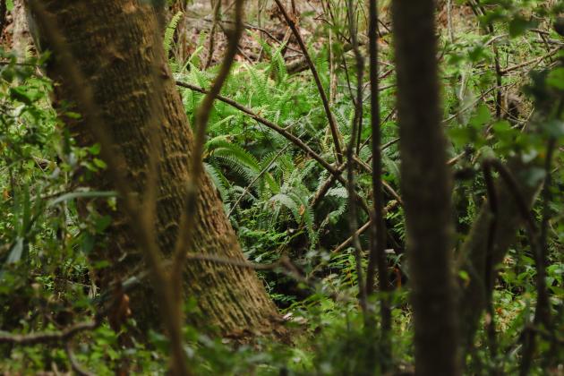 Tuberous Sword fern grows in Fernandina Beach. Photo by Ashley Chandler/News-Leader