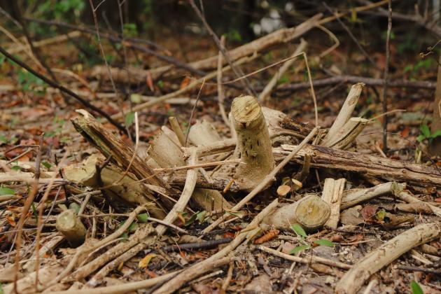 Brazilian Pepper-tree was cut down and herbecide applied to it. The stump still remains on city conservation land. Photo by Ashley Chandler/News-Leader