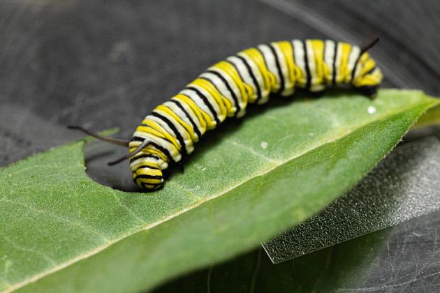 Monarch caterpillars depend on Milkweed plants as their host, despite the toxic sap. While Monarchs have evolved to tolerate the plant's toxicity, if Milkweed doesn’t die back in the winter, the toxins can build up to levels that surpass the caterpillars' tolerance, leading to their death. Submitted photo