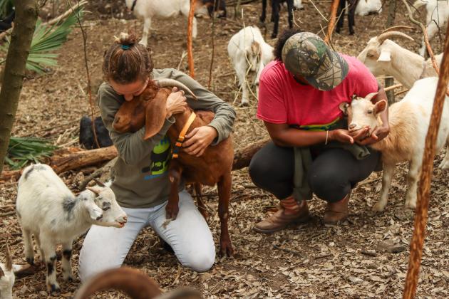 Nikki Gunter and Gabrielle McInvale of Goats on the Go interact with goats in their herd in January in Fernandina Beach. Photo by Ashley Chandler/News-Leader