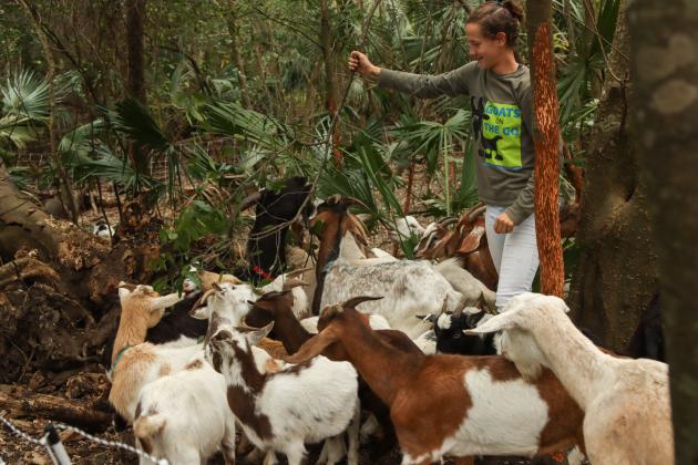 Gabrielle McInvale with Goats on the Go interacts with goats in January in Fernandina Beach. Photo by Ashley Chandler/News-Leader
