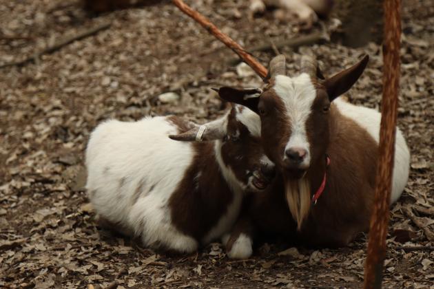 Goats from the herd belonging to the Jacksonville-based Goats in December in Fernandina Beach.Photo by Ashley Chandler/News-Leader