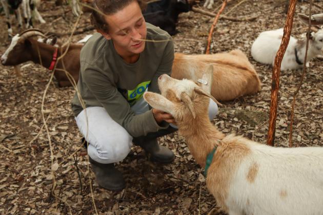 Gabrielle McInvale with Goats on the Go interacts with a goat in January in Fernandina Beach. Photo by Ashley Chandler/News-Leader