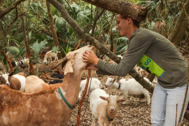 Gabrielle McInvale with Goats on the Go interacts with a goat in January in Fernandina Beach. Photo by Ashley Chandler/News-Leader