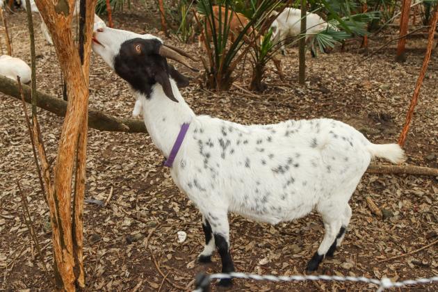 A goat from the herd belonging to the Jacksonville-based Goats on the Go forages in December in Fernandina Beach. Photo by Ashley Chandler/News-Leader
