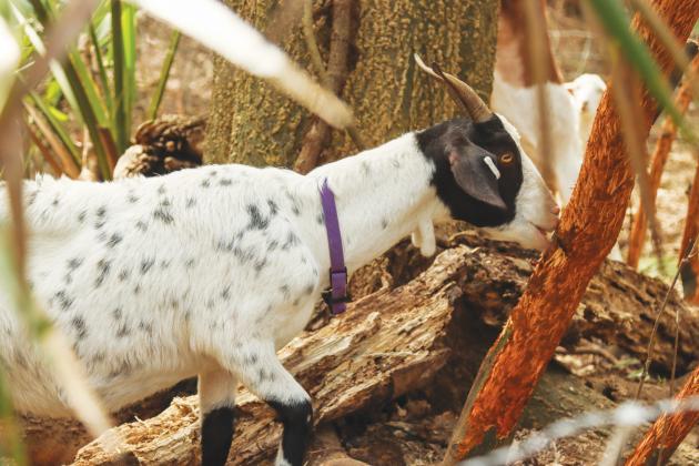 A goat from the herd belonging to the Jacksonville-based Goats on the Go forages in December in Fernandina Beach. Photo by Ashley Chandler/News-Leader