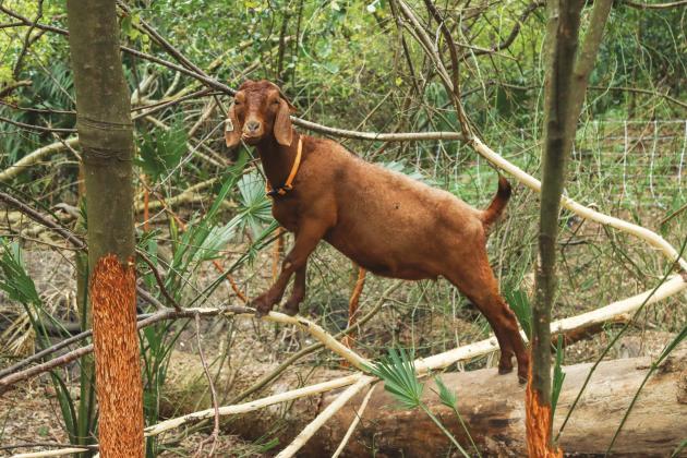 A member of the Jacksonville-based Goats on the Go herd forages for food in the tree branches in December on a parcel of conservation land owned by Fernandina Beach. Photo by Ashley Chandler/News-Leader