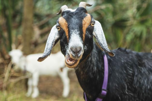 A goat from the herd belonging to the Jacksonville-based Goats on the Go forages in December in Fernandina Beach. Photo by Ashley Chandler/News-Leader