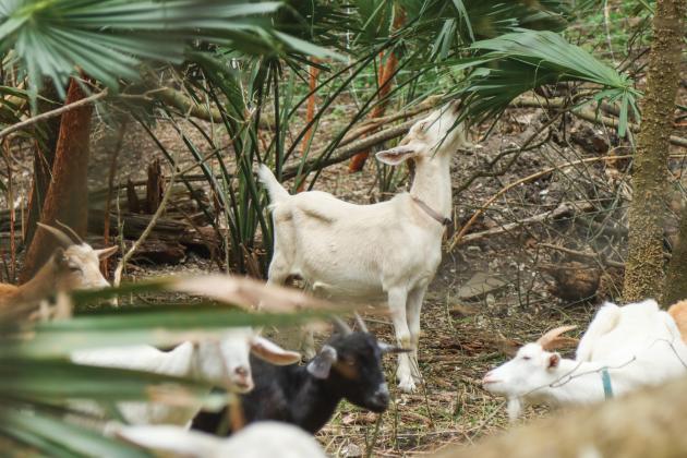A goat from the herd belonging to the Jacksonville-based Goats on the Go forages in December in Fernandina Beach. Photo by Ashley Chandler/News-Leader