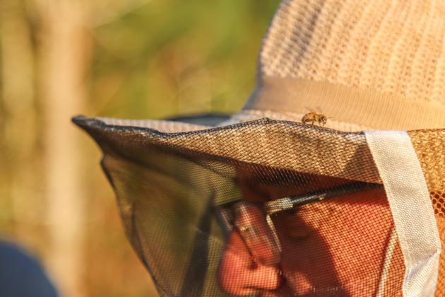 A honey bee lands on a beekeepers hat during the Feb. 27 mentoring session hosted by the Nassau County Beekeepers Association on Feb. 27 at the Northeast Florida Fairgrounds. Photo by Ashley Chandler/News-Leader