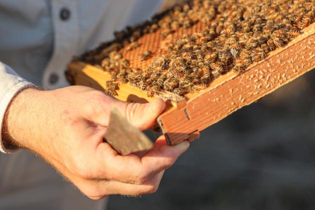Myron Beachy, president of Nassau County Beekeepers Association, teaches members of the group about beekeeping Feb. 27 at a mentoring session held at the Northeast Florida Fairgrounds. Photo by Ashley Chandler/News-Leader