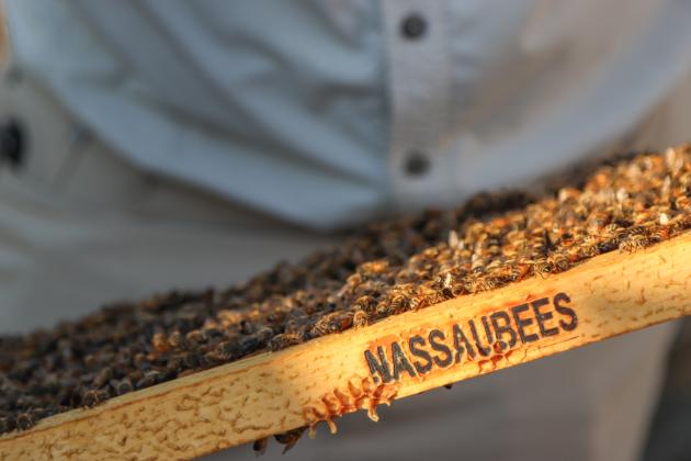 A frame from a Nassau County Beekeepers Association honey bee colony box. Photo by Ashley Chandler/News-Leader
