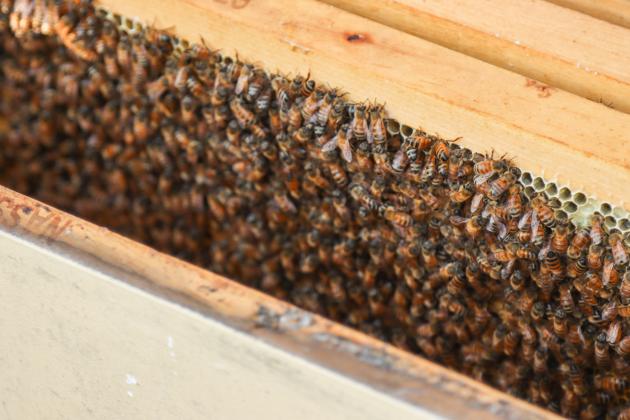 Myron Beachy, president of Nassau County Beekeepers Association, teaches members of the group about beekeeping Feb. 27 at a mentoring session held at the Northeast Florida Fairgrounds. Photo by Ashley Chandler/News-Leader