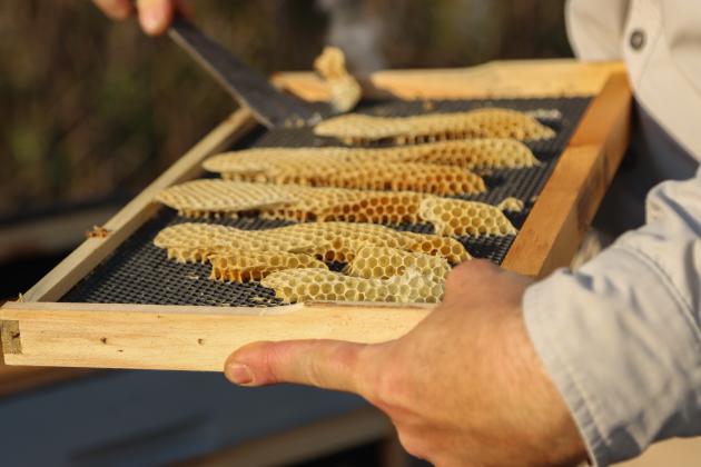 Myron Beachy, president of Nassau County Beekeepers Association, teaches members of the group about beekeeping Feb. 27 at a mentoring session held at the Northeast Florida Fairgrounds. Photo by Ashley Chandler/News-Leader
