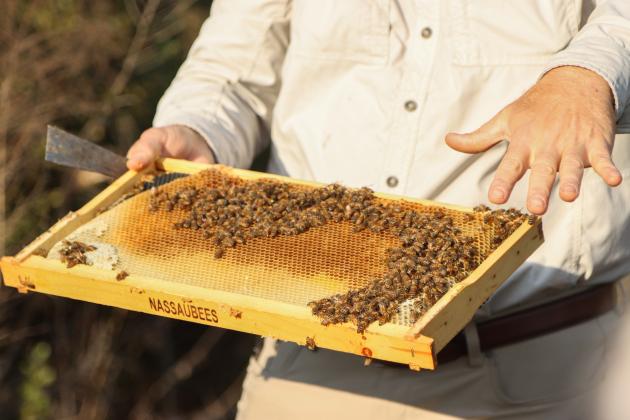 Myron Beachy, president of Nassau County Beekeepers Association, teaches members of the group about beekeeping Feb. 27 at a mentoring session held at the Northeast Florida Fairgrounds. Photo by Ashley Chandler/News-Leader