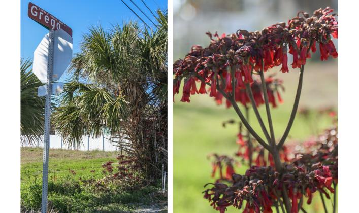 The plant known as Mother of Millions is shown Wednesday on Gregg Street in the American Beach Historic District. Photo by Ashley Chandler/News-Leader
