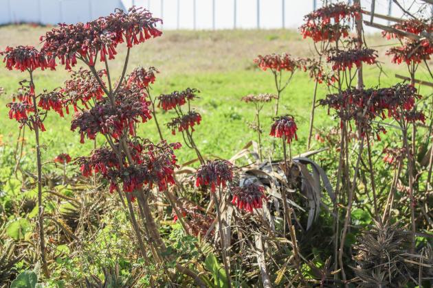 The plant known as Mother of Millions is shown Wednesday on Gregg Street in the American Beach Historic District. Photo by Ashley Chandler/News-Leader