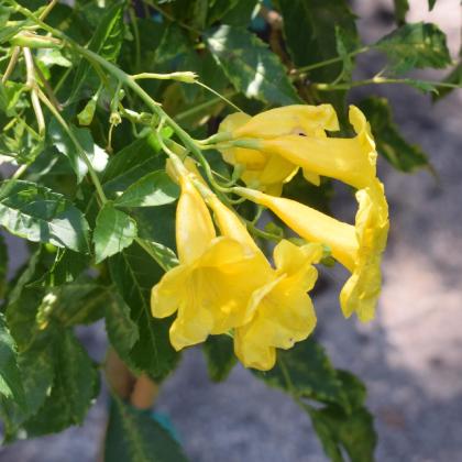 Pita bread, chips, hummus, garlic spreads and other Halal-friendly foods will be available alongside blooming shrubs from Ever Blooming Gardens and live music by Driftwood, featuring founder Jim Herrington and his son, Wesley, at the Fernandina Beach Market Place this Saturday. Submitted