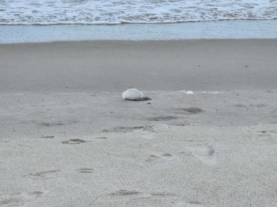 A Portuguese man o’ wars is pictured at Seaside Park on Monday. Photo by Julia Roberts/News-Leader