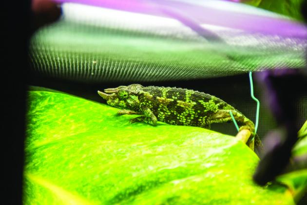 Sam Johnson of Sam's Flying Frog Ranch shows off reptiles and amphibians in his shop located in Yulee. Photo by Ashley Chandler/News-Leader