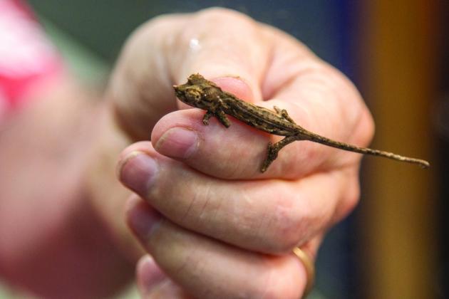Sam Johnson of Sam's Flying Frog Ranch shows off reptiles and amphibians in his shop located in Yulee. Photo by Ashley Chandler/News-Leader