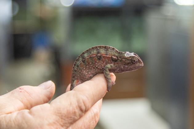 Sam Johnson of Sam's Flying Frog Ranch shows off reptiles and amphibians in his shop located in Yulee. Photo by Ashley Chandler/News-Leader