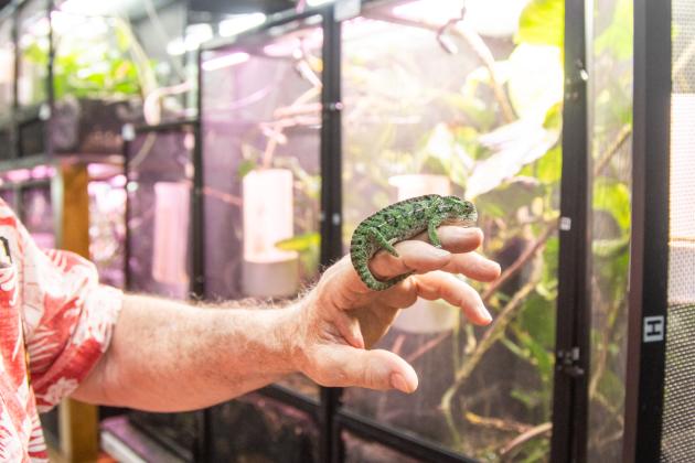 Sam Johnson of Sam's Flying Frog Ranch shows off reptiles and amphibians in his shop located in Yulee. Photo by Ashley Chandler/News-Leader