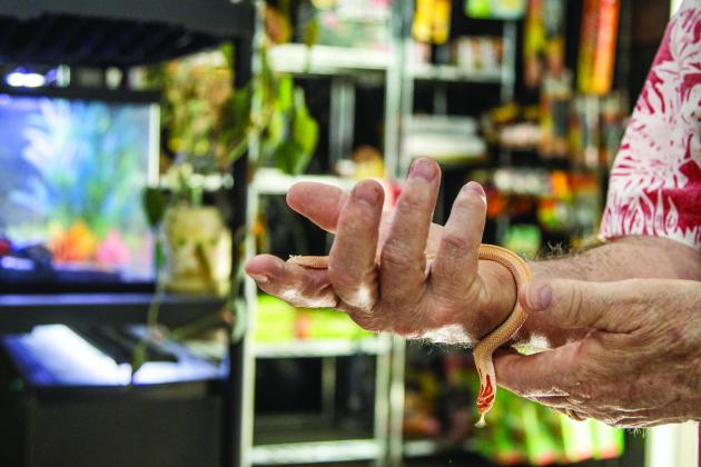 Sam Johnson of Sam's Flying Frog Ranch shows off reptiles and amphibians in his shop located in Yulee. Photo by Ashley Chandler/News-Leader