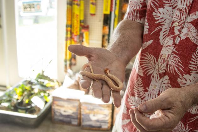 Sam Johnson of Sam's Flying Frog Ranch shows off reptiles and amphibians in his shop located in Yulee. Photo by Ashley Chandler/News-Leader