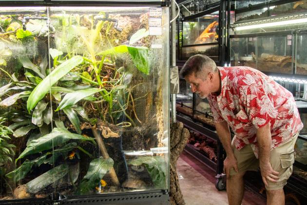 Sam Johnson of Sam's Flying Frog Ranch shows off reptiles and amphibians in his shop located in Yulee. Photo by Ashley Chandler/News-Leader