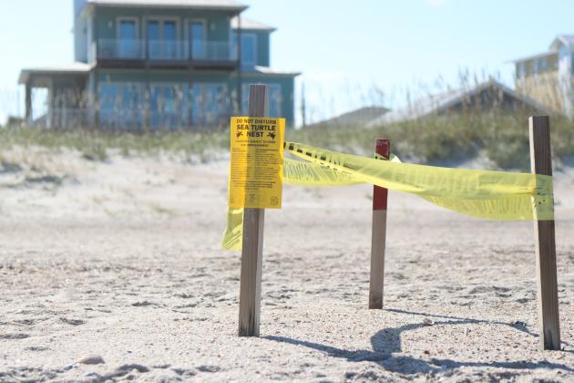 A sea turtle nest is marked off at Main Beach last year. Photo by Ashley Chandler/News-Leader