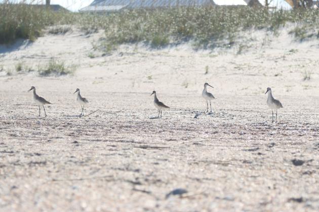 Birds pictured on Main Beach. Photo by Ashley Chandler/News-Leader