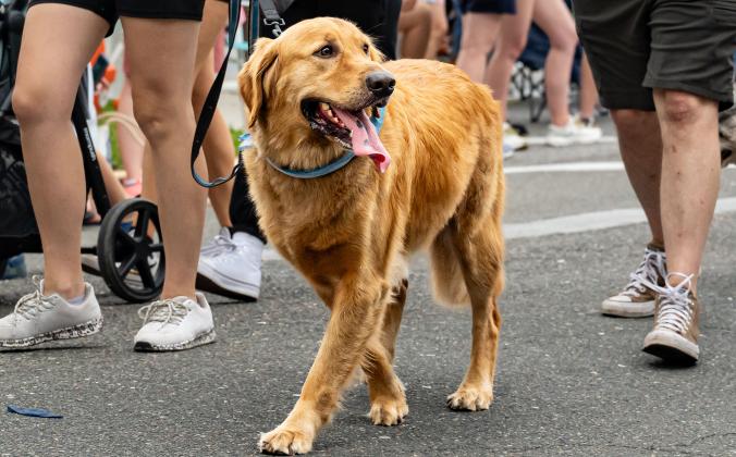 2025 Shrimp Fest Parade. Photo by Penny Glackin/Special to the News-Leader