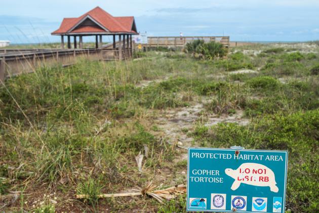 This sign at Seaside Park tells visitors: "Do not disturb" the gopher tortoises habitat. Gopher tortoises have been fully protected by the Florida Fish and Wildlife Commission since 1988. The tortoises live in burrows, which are widely used by other species throughout the ecosystem, making gopher tortoises a keystone species with a pivotal role to play in their native community. Photo by Ashley Chandler/News-Leader