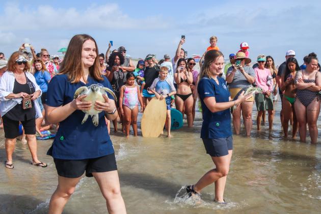 The Georgia Sea Turtle Center works with Amelia Island Sea Turtle Watch, Wild Amelia and the city of Fernandina Beach to host rehabilitated Sea Turtle release events at Main Beach. Photo by Ashley Chandler/News-Leader