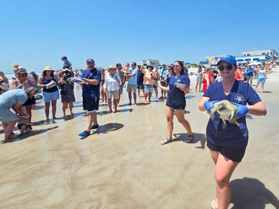 In conjunction with the Wild Amelia Nature Festival, The Georgia Sea Turtle Center worked with the Amelia Island Sea Turtle Watch and Keep Nassau Beautiful on Thursday to bring locals an extra special sea turtle release. Four rehabilitated green sea turtles, Coriander, Turmeric, Anise and Spearmint, were released into the Atlantic Ocean. Photo by Ashley Chandler/News-Leader