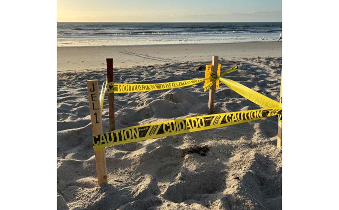 A loggerhead Sea Turtle was the first to nest on Amelia Island this year. Submitted photos