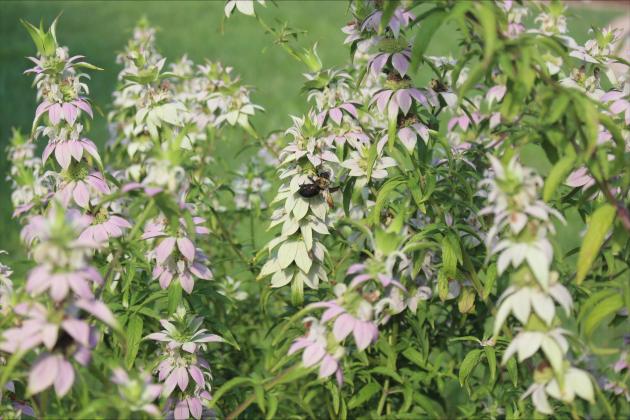 A pollinator on a Beebalm plant in the Egan’s Creek Garden. By Marisa DeMar/News-Leader