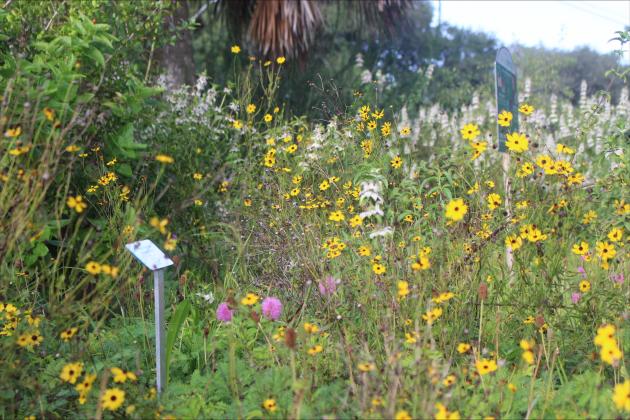 Native pollinator garden in bloom on Aug 22. 
