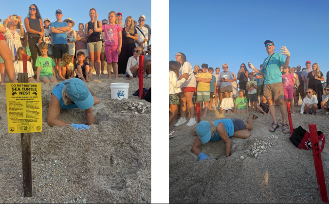 PHOTOS BY MARISA DEMAR/NEWS-LEADER Bill Bokram, vice president of The Amelia Island Sea Turtle Watch, stands while observing certified volunteer Micki Marvin on Tuesday morning. Above, One loggerhead hatchling was caught in its shell and required assistance to reach the water during Tuesday’s public sea turtle nest excavation. Photos by Marisa DeMar/News-Leader