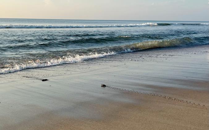 The Amelia Island Sea Turtle Watch on July 22 hosted a public excavation just south of Peters Point Beach. A baby loggerhead turtle was caught in its shell and required assistance to reach the water. Photo by Marisa DeMar/News-Leader