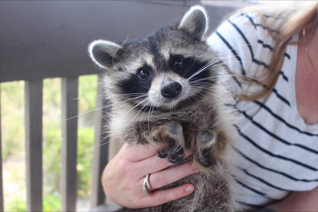 Crystal the raccoon visits Seaside Park in Fernandina Beach on Thursday. Photos by Marisa DeMar/News-Leader