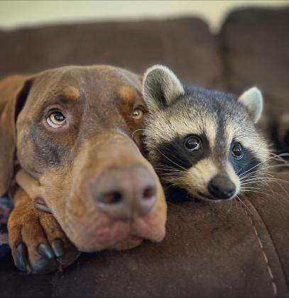 Crystal cuddles with her best friend, Tumba the Doberman  Submitted by Kristen Littles 