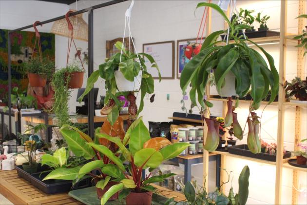 Exotic plants decorate Coastal Roots Greenery.  Marisa DeMar/News-Leader