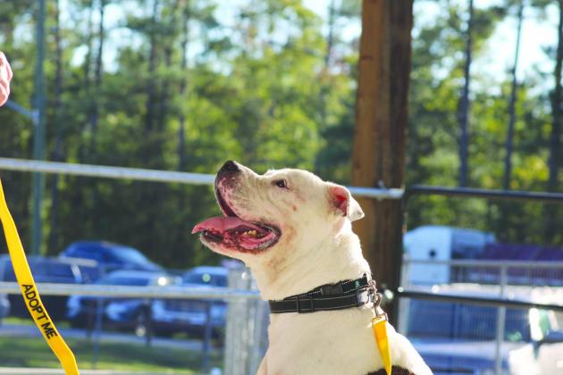 The Nassau County 4-H Extension Office’s Dog Program held its competition at the Northeast Florida Fair. The program aims to teach youth important dog-handling skills and necessary pet-care knowledge. PHOTOS BY ROXIE OAKES, 4-H MEMBER OF THE HEAD, HEART AND ART 4-H CLUB