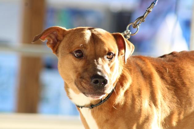 The Nassau County 4-H Extension Office’s Dog Program held its competition at the Northeast Florida Fair. The program aims to teach youth important dog-handling skills and necessary pet-care knowledge. PHOTOS BY ROXIE OAKES, 4-H MEMBER OF THE HEAD, HEART AND ART 4-H CLUB