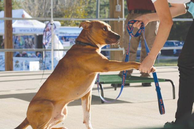 The Nassau County 4-H Extension Office’s Dog Program held its competition at the Northeast Florida Fair. The program aims to teach youth important dog-handling skills and necessary pet-care knowledge. PHOTOS BY ROXIE OAKES, 4-H MEMBER OF THE HEAD, HEART AND ART 4-H CLUB