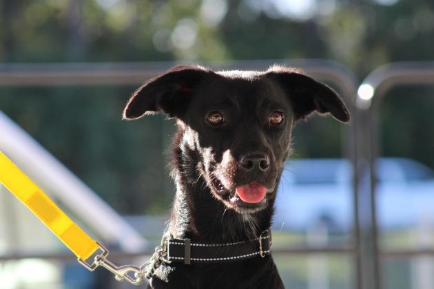 The Nassau County 4-H Extension Office’s Dog Program held its competition at the Northeast Florida Fair. The program aims to teach youth important dog-handling skills and necessary pet-care knowledge. PHOTOS BY ROXIE OAKES, 4-H MEMBER OF THE HEAD, HEART AND ART 4-H CLUB